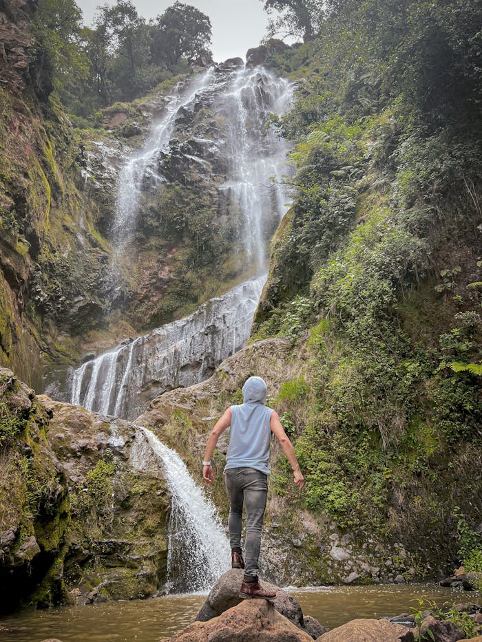 Home Free stock photo of forest, green, mexico